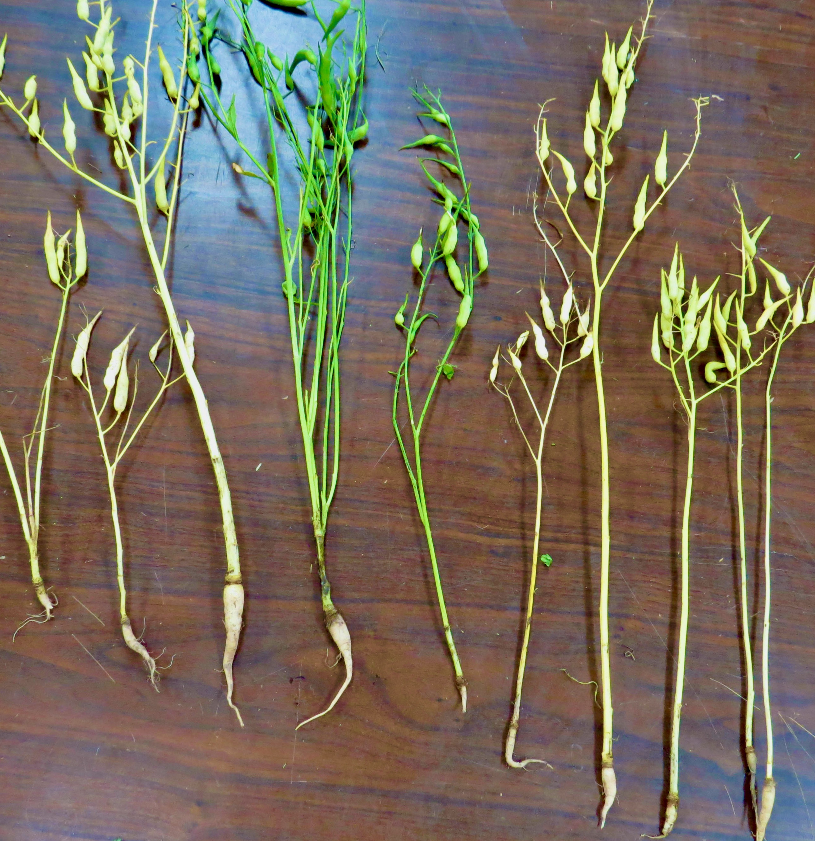 Results Show Little Benefit in Overseeding Daikon Radish in Warm-Season Perennial Grass Sods